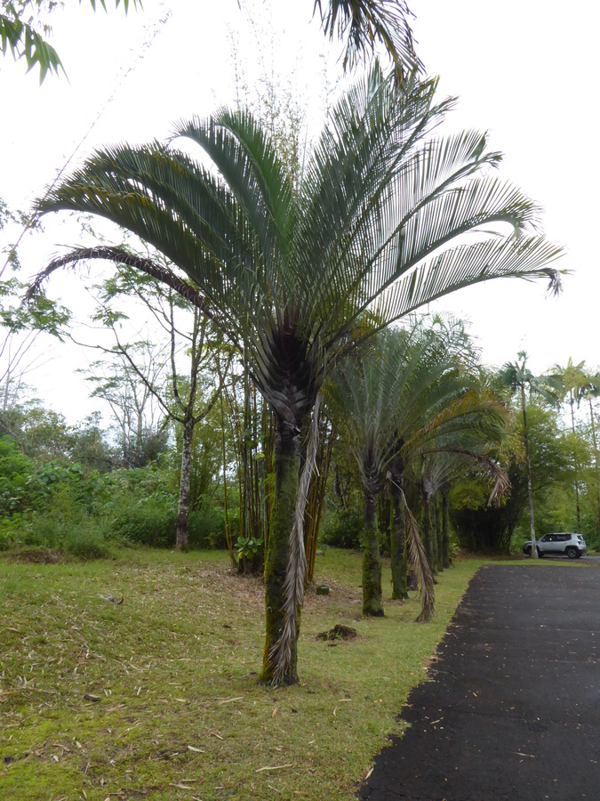 Image of Triangle palm