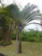 Image of Triangle palm