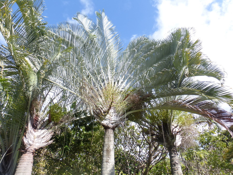 Image of Triangle palm