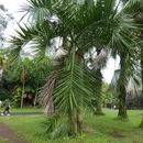 Image of Manambe Palm
