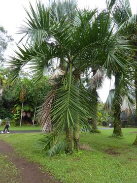 Image of Manambe Palm