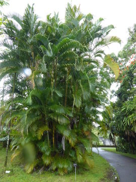 Image of Areca Palm