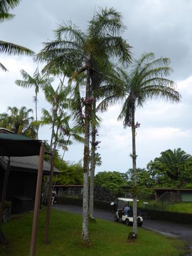 Sivun Dypsis madagascariensis (Becc.) Beentje & J. Dransf. kuva