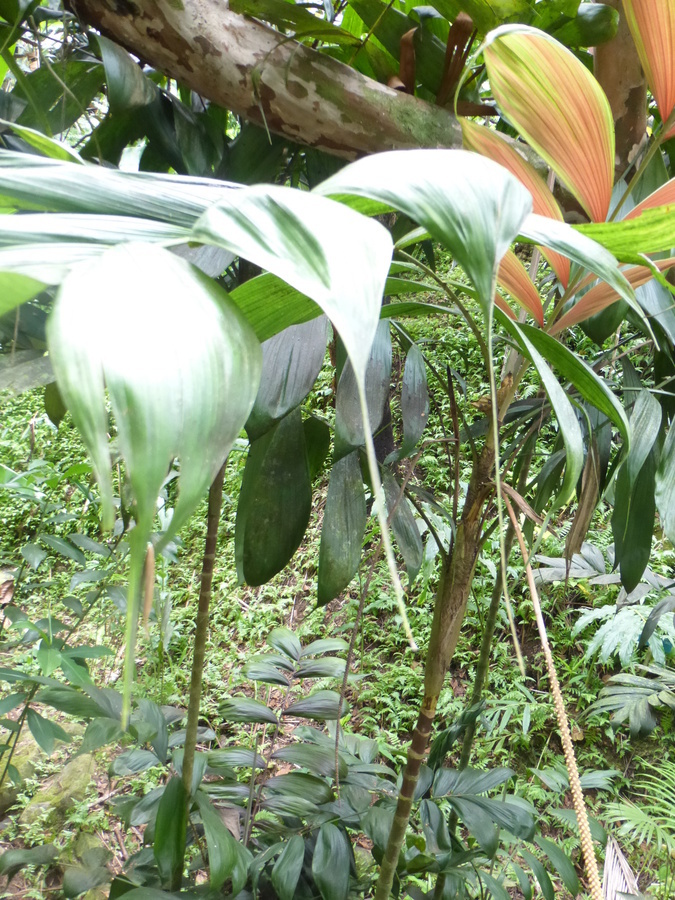 Image of Dypsis pinnatifrons Mart.