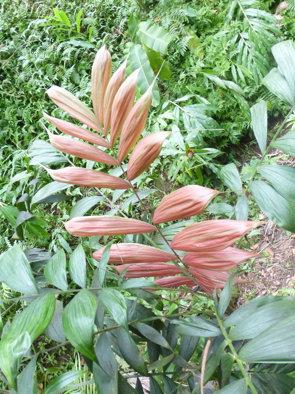 Image of Dypsis pinnatifrons Mart.