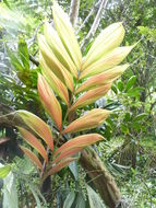 Image of Dypsis pinnatifrons Mart.