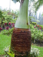 Image of Bottle Palm