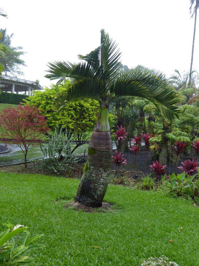 Image of Bottle Palm