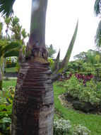 Image of Bottle Palm