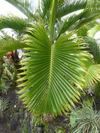 Image of Bottle Palm