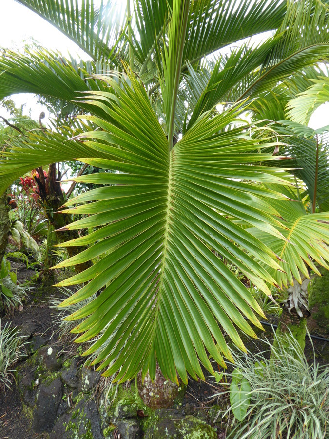Image of Bottle Palm