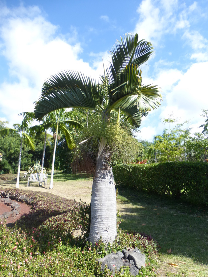 Image of Bottle Palm