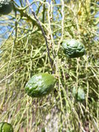 Image of Bottle Palm