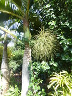 Image of Bottle Palm