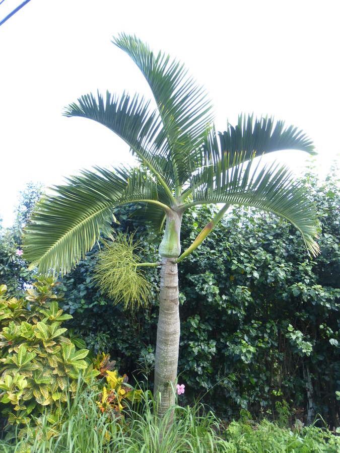 Image of Bottle Palm