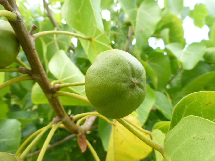 Image of Portia tree