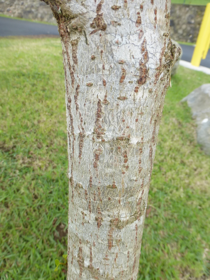 Image of Portia tree