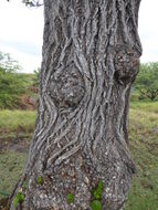 Image of Portia tree