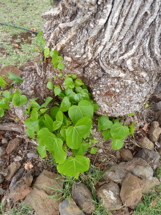 Image of Portia tree