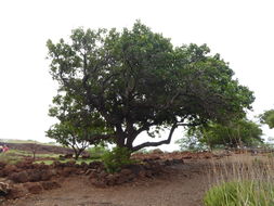 Image of Portia tree