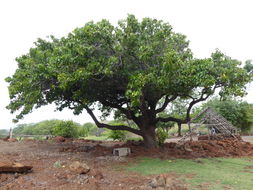 Image of Portia tree