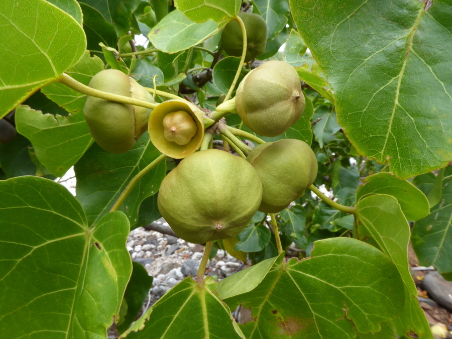 Image of Portia tree