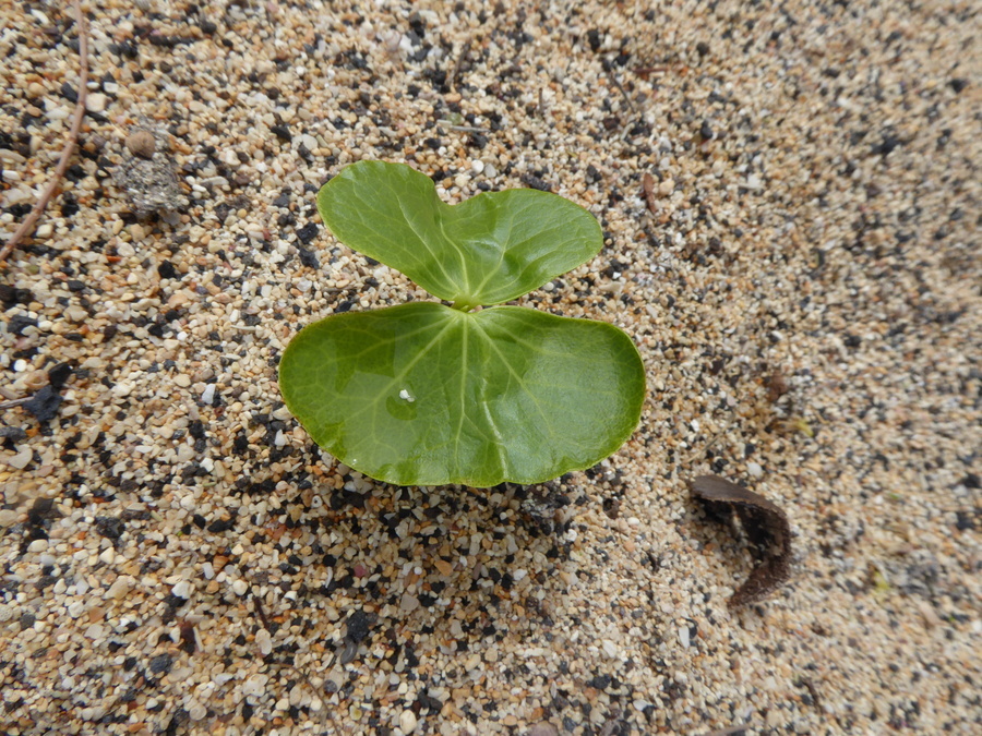 Image of Portia tree