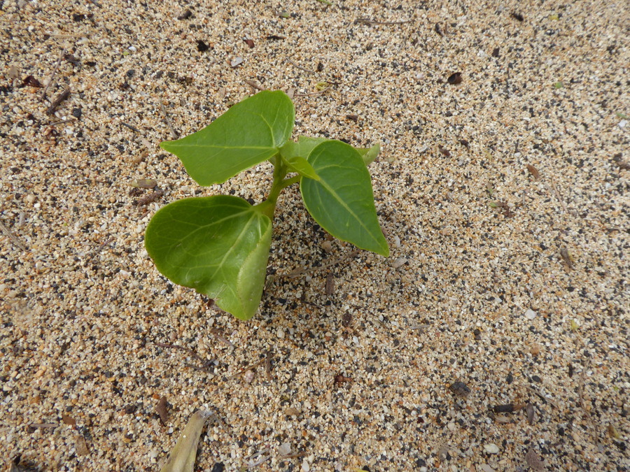 Image of Portia tree