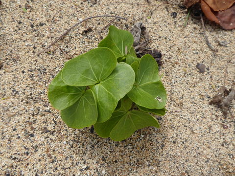 Image of Portia tree