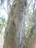 Image of beach sheoak