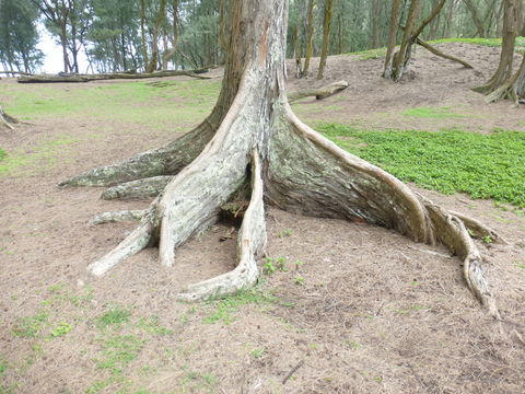 Image of beach sheoak