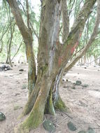 Image of beach sheoak