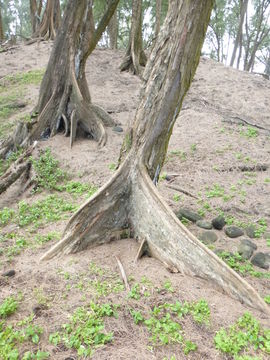 Image of beach sheoak