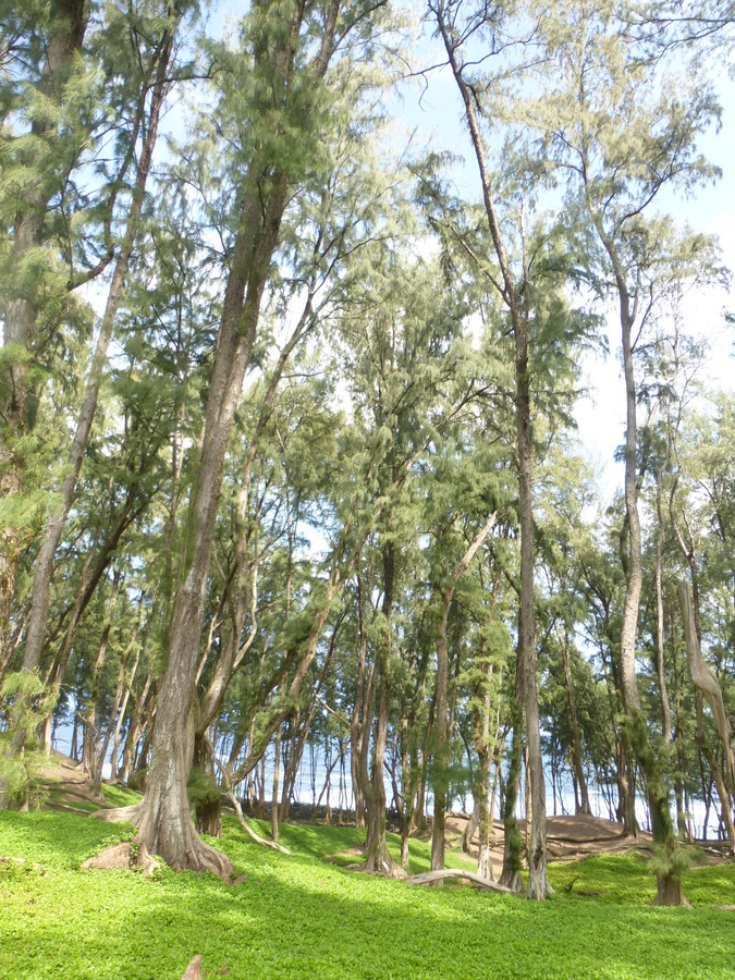 Image of beach sheoak