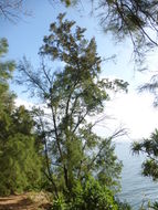 Image of beach sheoak