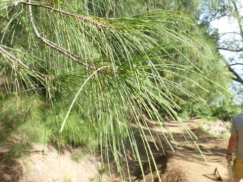 Image of beach sheoak