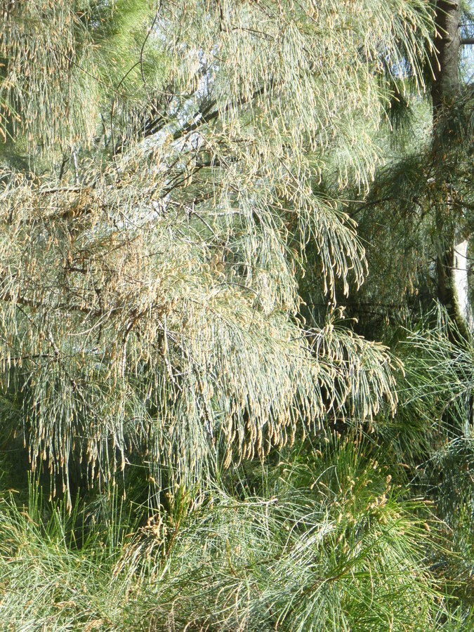 Image of beach sheoak