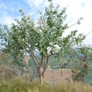 Sivun Calotropis gigantea (L.) W. T. Aiton kuva