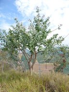 Image of giant milkweed