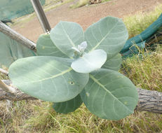 Image of giant milkweed