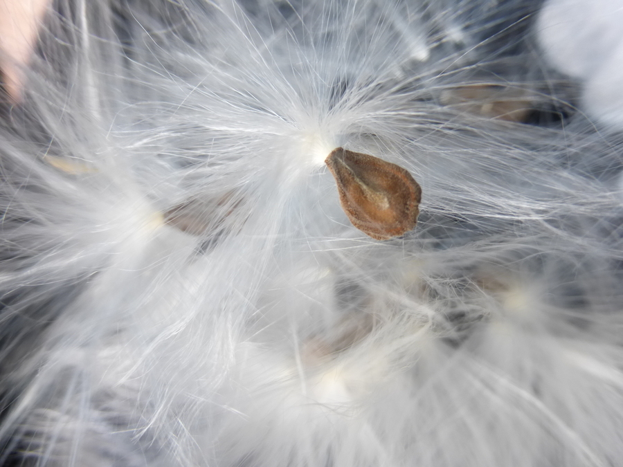 Image of giant milkweed