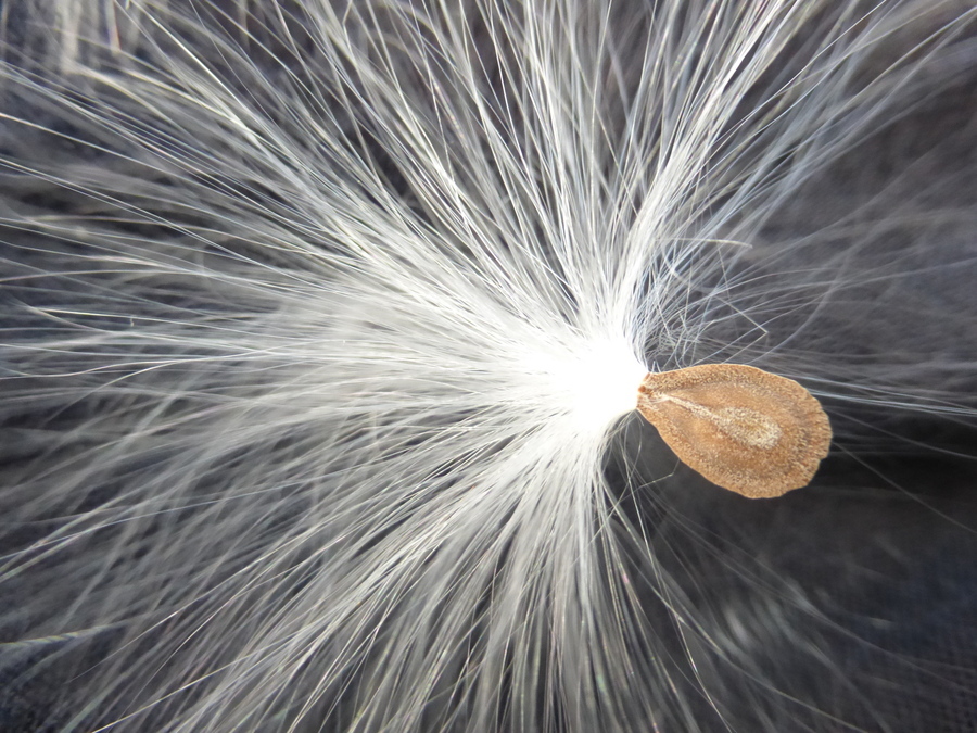 Image of giant milkweed