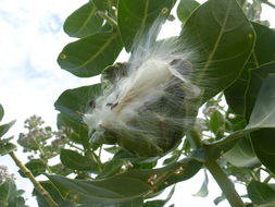 Image of giant milkweed