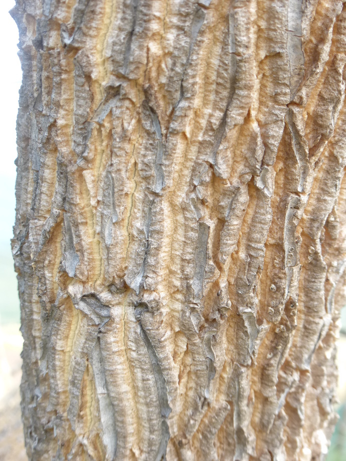 Image of giant milkweed