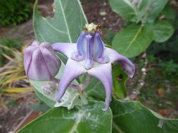 Image of giant milkweed