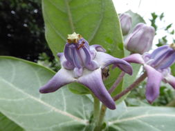 Image of giant milkweed