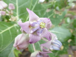 Image of giant milkweed