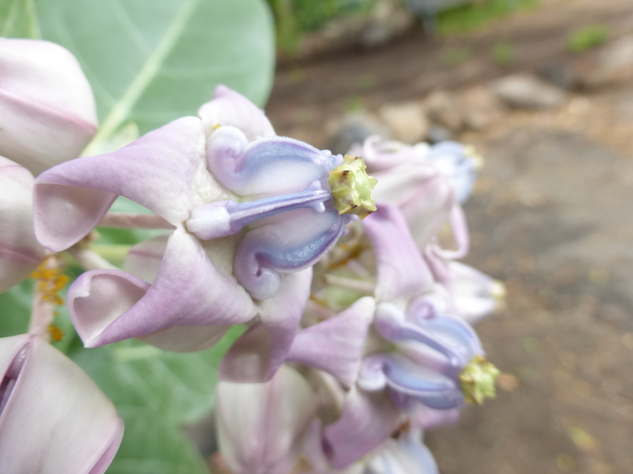 Image of giant milkweed