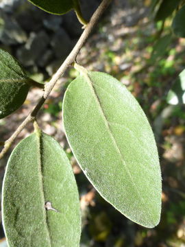 Imagem de Diospyros sandwicensis (A. DC.) Fosberg