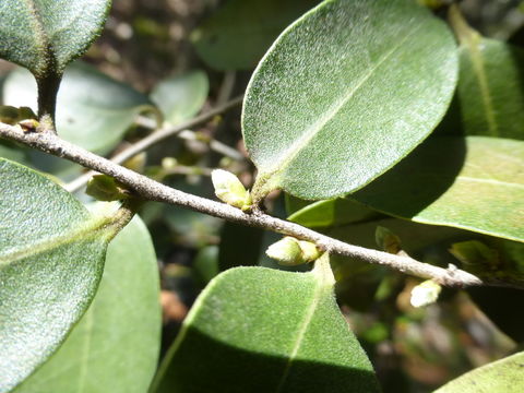 Imagem de Diospyros sandwicensis (A. DC.) Fosberg